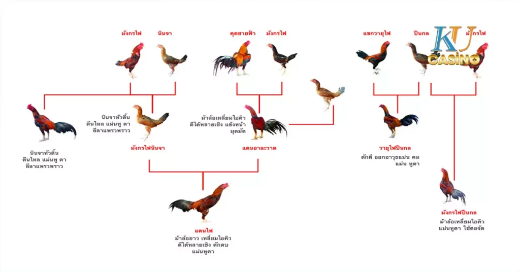 พันธุ์ไก่ชน